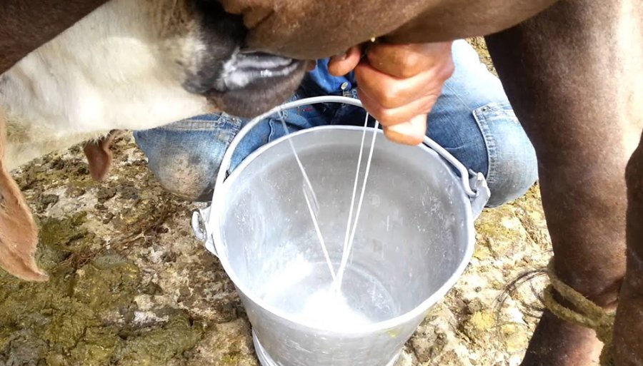 FOTO INTERNET LECHE FRESCA. Por dos meses y sin pasteurizaci&oacute;n, en un novedoso proyecto.