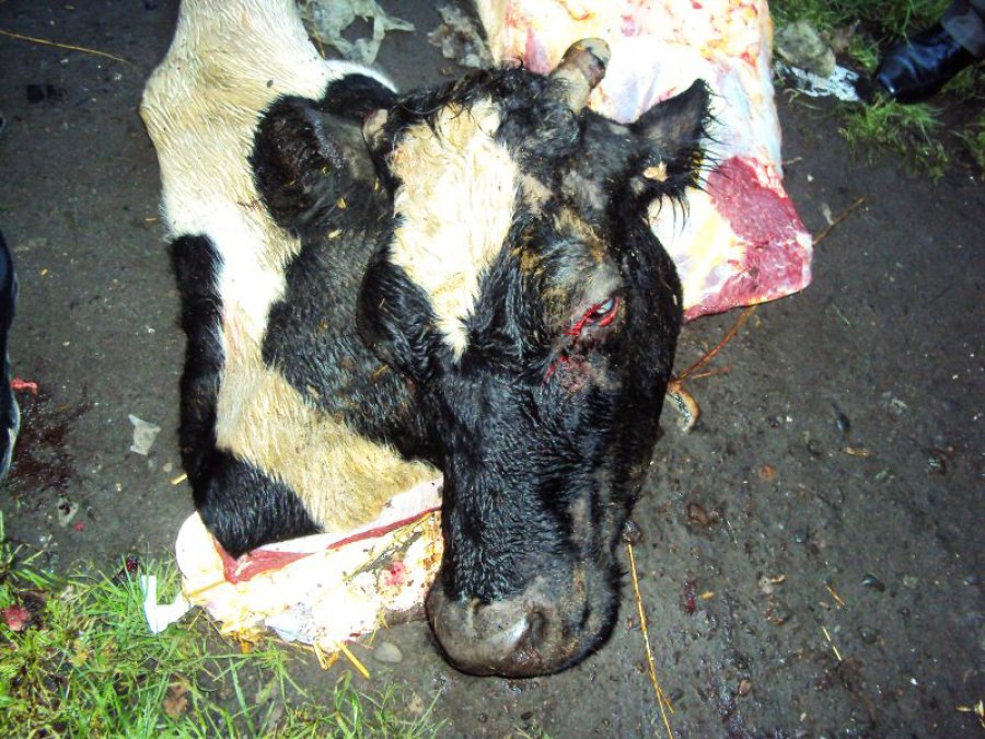 FOTO ARCHIVO EN SAN FRANCISCO. Se faenaban animales muertos y luego los vend&iacute;an en carnicer&iacute;as de la zona.