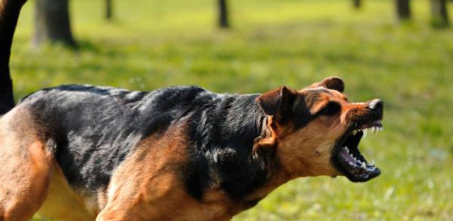 perro