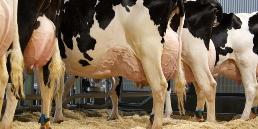 FOTO ARCHIVO VACAS LECHERAS. En EE.UU hay 9 millones de vacas lecheras que provienen de dos toros.
