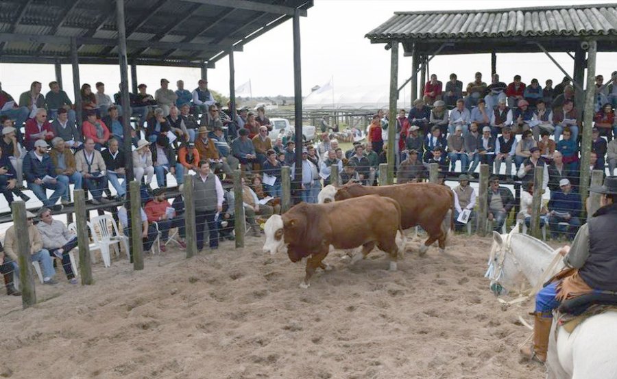 FOTO INTERNET "CALDEN". Pertenece a la caba&ntilde;a Santa Irene, de Gualeguaych&uacute;, Entre R&iacute;os.  FOTO ARCHIVO RUSTICIDAD. Los Braford de la caba&ntilde;a Santa Irene.