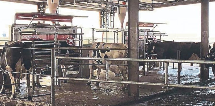 FOTO INTERNET TAMBO ROBOTIZADO. Las vacas ingresan voluntariamente a la sala de orde&ntilde;e.