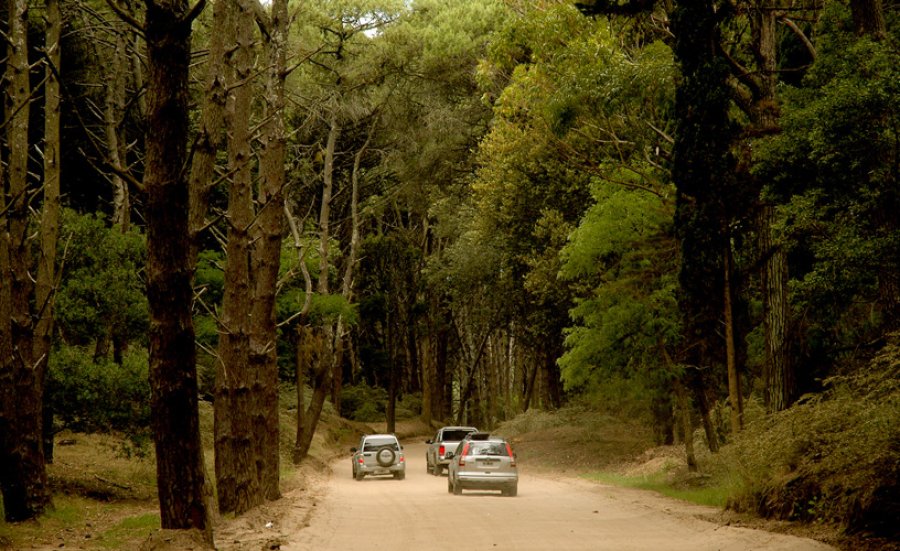 FOTO ARCHIVO ARBOLES. Contribuyen a mitigar el impacto en el cambio clim&aacute;tico.