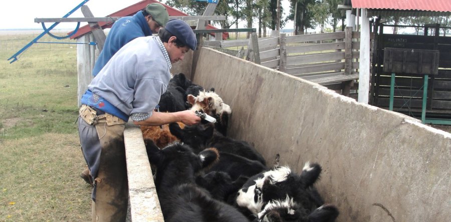 FOTO ARCHIVO BOVINOS. Fue probada con &eacute;xito una vacuna contra una enfermedad. IMAGEN INTERNET