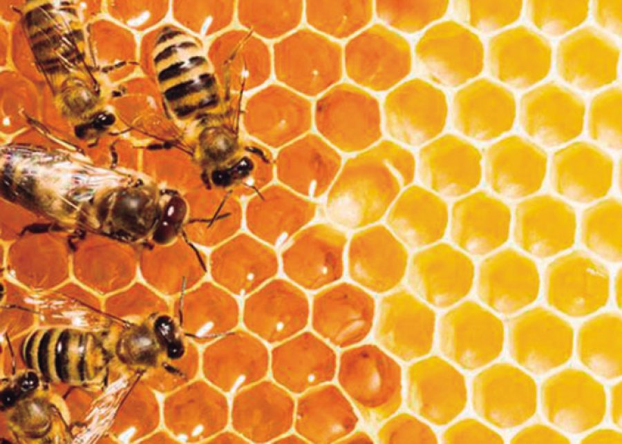 FOTO INTERNET PARADA DE ABEJAS. En paradas de autob&uacute;s con c&eacute;sped y flores silvestres en la parte superior. FOTO ARCHIVO ABEJA. Ser vivo m&aacute;s importante de la Tierra.