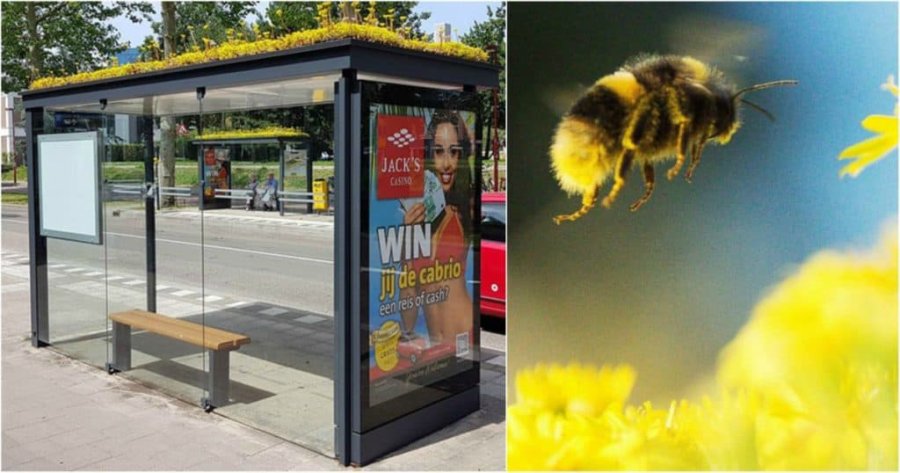 FOTO INTERNET PARADA DE ABEJAS. En paradas de autobús con césped y flores silvestres en la parte superior. FOTO ARCHIVO ABEJA. Ser vivo más importante de la Tierra.