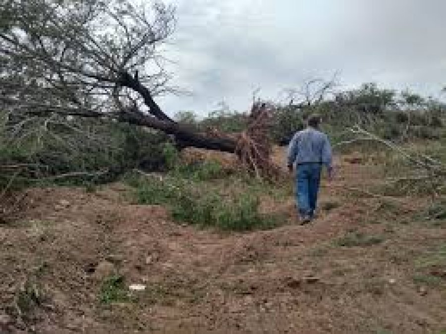 FOTO ARCHIVO DEFORESTACION. Felizmente fue abortada en nuestra Provincia.