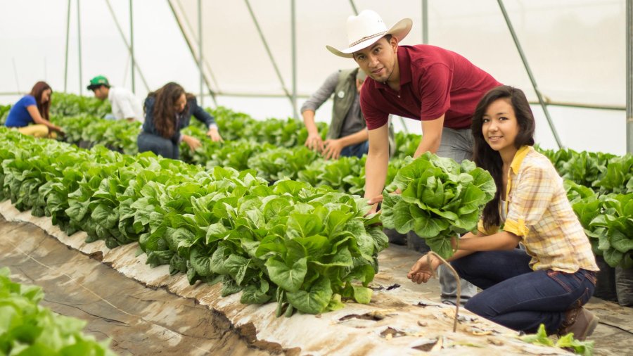 FOTO INTERNET AGRICULTURA SUSTENTABLE.  Lo que se impondr&aacute; en un futuro no lejano. FOTO INTERNET AGRICULTURA SUSTENTABLE. La importancia de la sostenibilidad en la producci&oacute;n agr&iacute;cola.