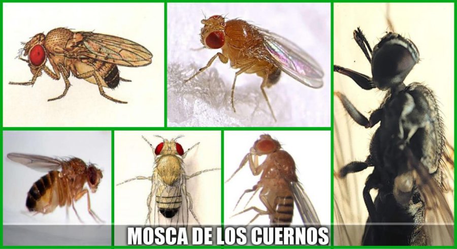 FOTO INTERNET UNA IDENTIFICACION. As&iacute; se muestra a un flagelo por que se buscan soluciones  FOTO ARCHIVO MOSCAS DE LOS CUERNOS. Exploran alternativas a insecticidas para eliminarlas.