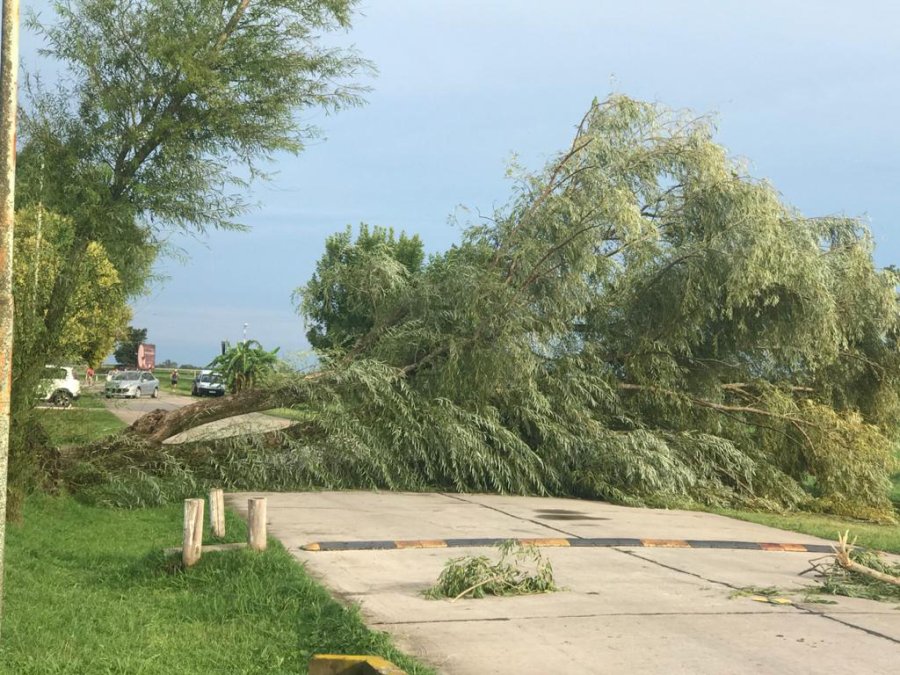 FOTOS LA OPINION EN VILLA AERO CLUB. Un &aacute;rbol de gran porte cay&oacute; sobre la calzada y un cartel fue "levantado" por el viento.