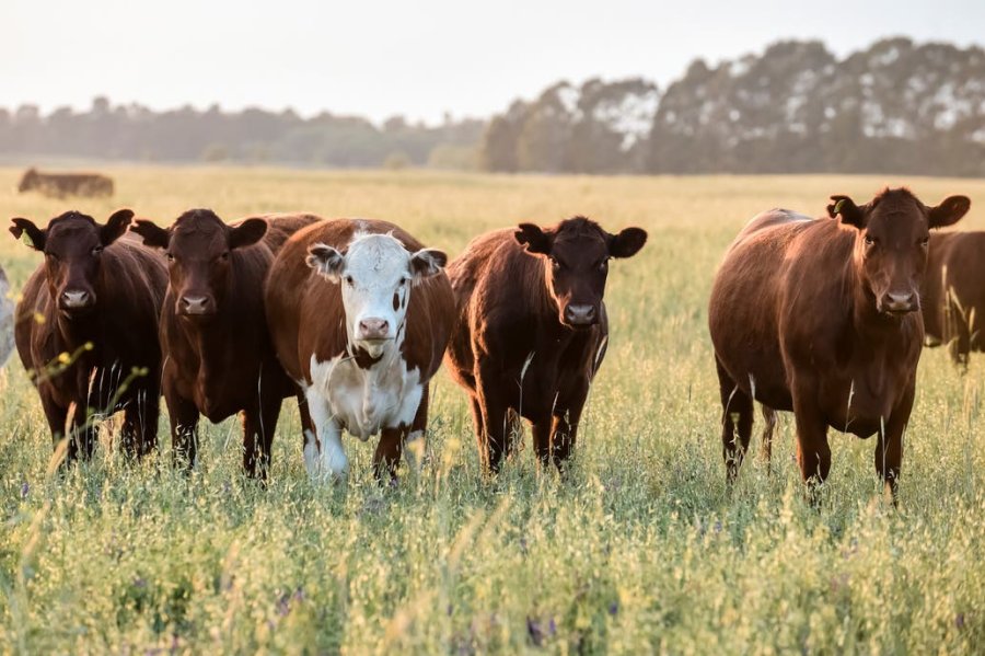FOTO INTERNET GANADERIA. El proyecto apunta a captar el inter&eacute;s de inversores extra agro.  FOTO INTERNER VACAS. En una segunda etapa se buscar&aacute; unir a productores con inversores.