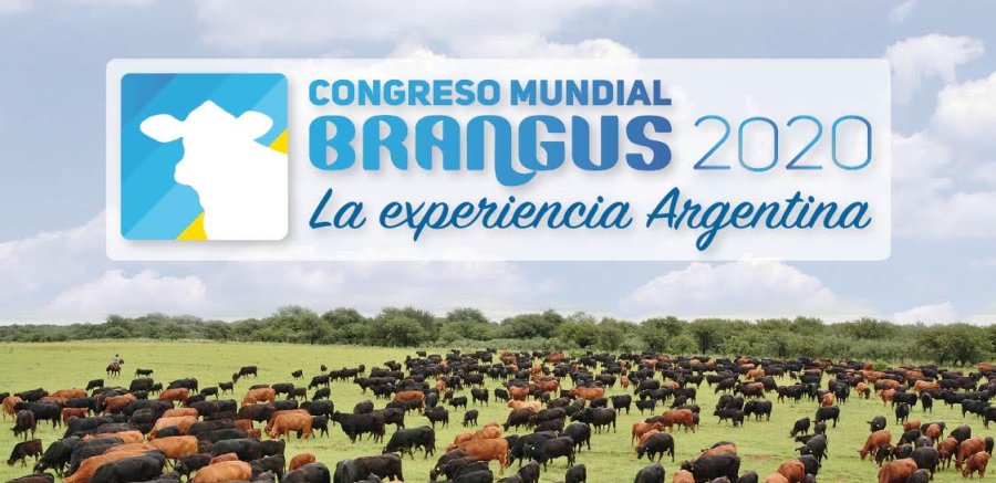 FOTO ARCHIVO RAZA BRANGUS. En abril los criadores realizar&aacute;n un Congreso Mundial en nuestro pa&iacute;s.  IMAGEN INTERNET CONGRESO. Presentaci&oacute;n de lo que se har&aacute; en abril pr&oacute;ximo.