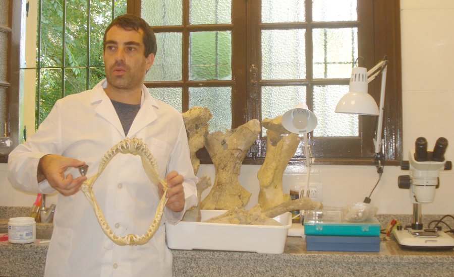 FOTOS PRENSA MUSEO DE MIRARMAR// MARIANO MAGNUSSEN// F&oacute;siles de tibur&oacute;n blanco en el laboratorio paleontol&oacute;gico. MUSEO DE CIENCIAS NATURALES MIRAMAR/Dientes f&oacute;siles de tibur&oacute;n blanco Carcharadon carcharias.