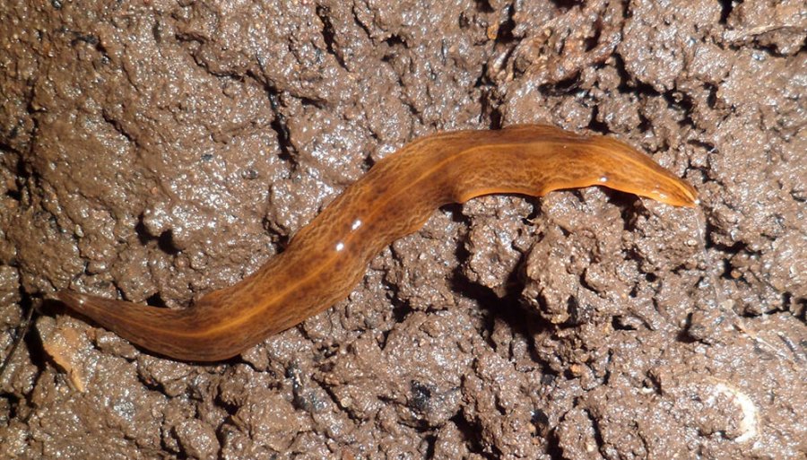 FOTO INTERNET OBAMA MUNGARA. Especie depredadora de los animales del suelo, que pone en riesgo a la fauna.  FOTO INTERNET OBAMA NUNGARA . El gusano carn&iacute;voro que "invadi&oacute;" Francia.