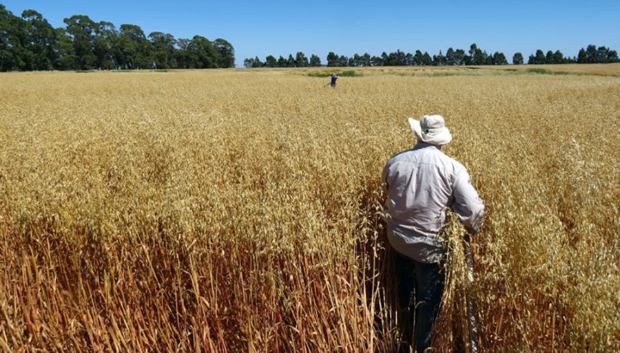 FOTO INTERNET EL CULTIVO. Se present&oacute; una nueva variedad de avena blanca: Paloma INTA. FOTO INTERNET PALOMA INTA. Est&aacute; inscripta en el Registro de Cultivares del Instituto Nacional de Semillas.
