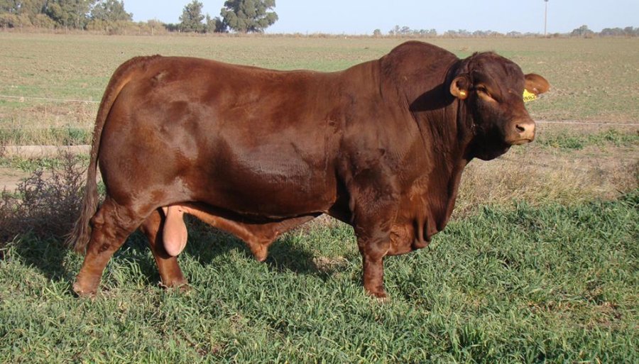 FOTO INTERNET GENETICA BOVINA. Brasil la importar&aacute; desde Argentina.