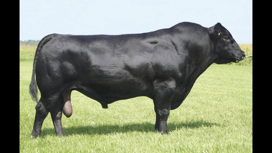 FOTO ARCHIVO GANADERIA. Crece la inseminaci&oacute;n de vacas lecheras con razas carniceras. FOTO ARCHIVO INSEMINACION. Los productores de leche, se enfocan nuevamente en las vacas dif&iacute;ciles de pre&ntilde;ar.