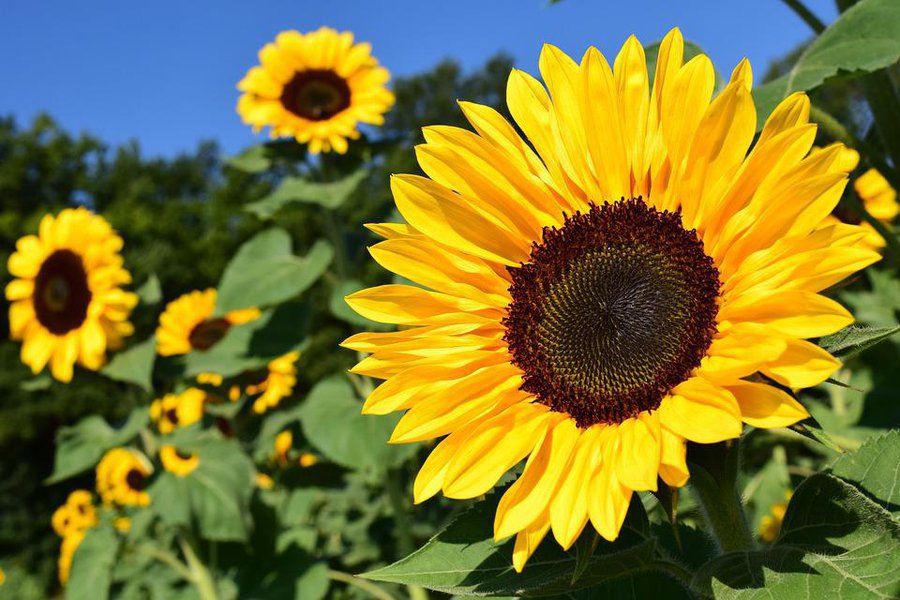 FOTO ARCHIVO GIRASOL. Se contabiliz&oacute; un buen crecimiento en la reciente campa&ntilde;a.