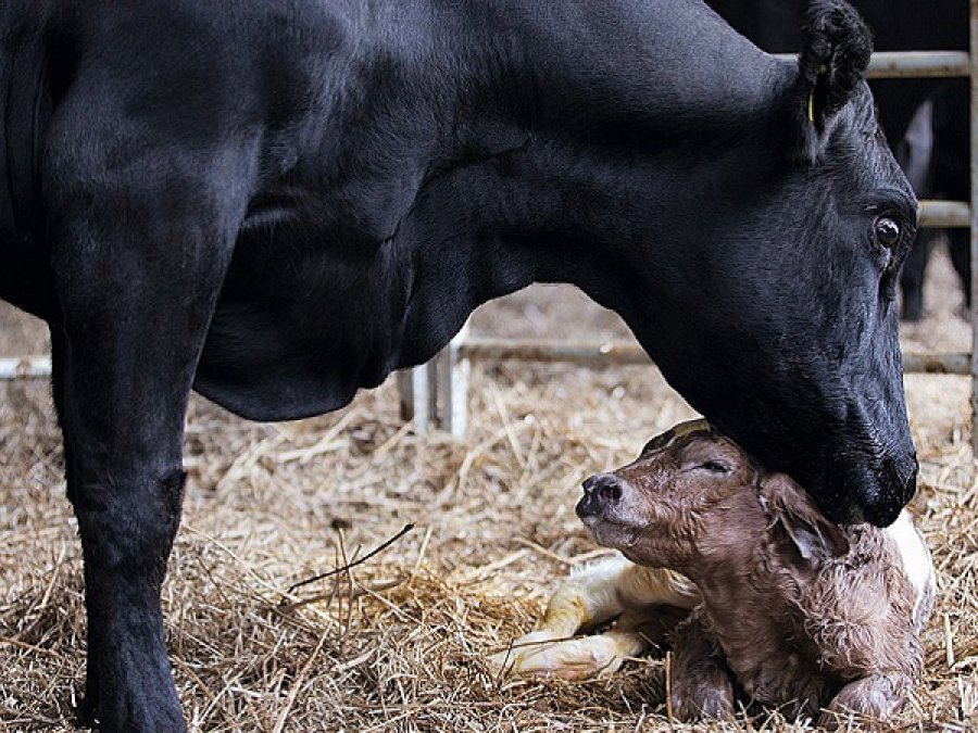 FOTO ARCHIVO VACA PRE&Ntilde;ADA. Lo que se debe saber para evitar enfermedades. FOTO ARCHIVO LACTANCIA. Se deben evitar problemas en la vaca.