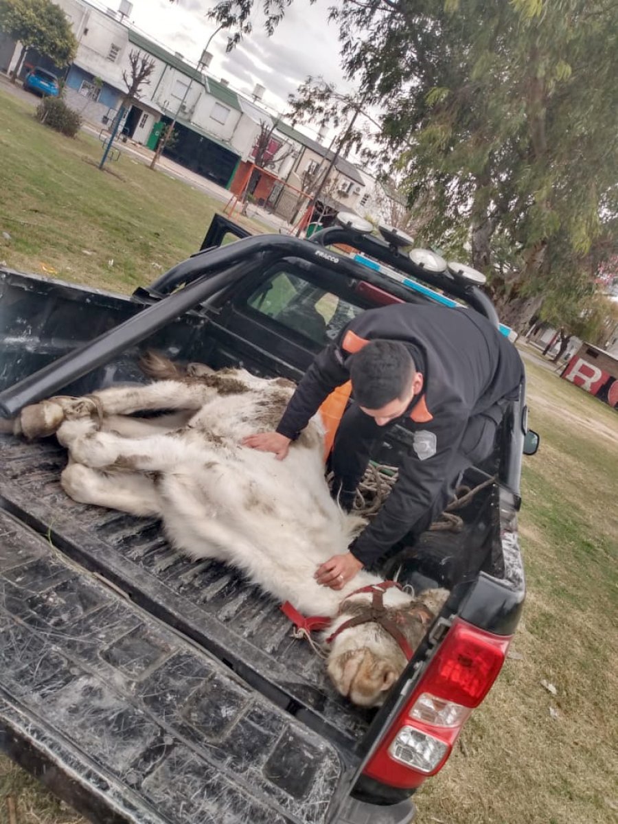 FOTO JPSF CABALLITO. La polic&iacute;a hall&oacute; al equino maltratado, al borde de la muerte.