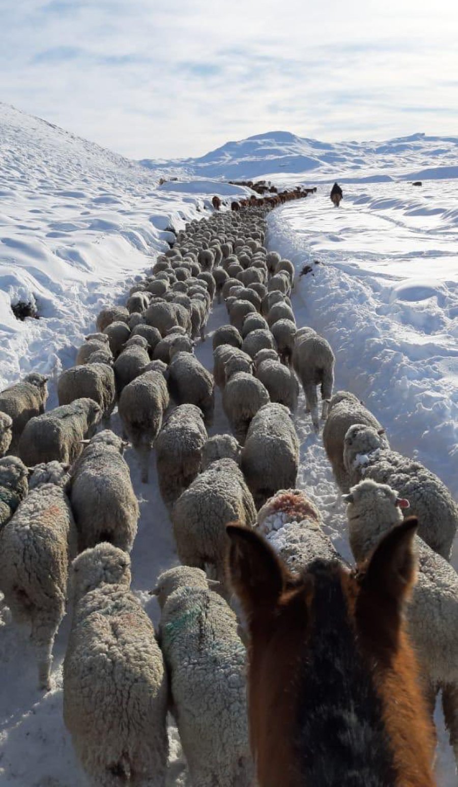 FOTO NA OVEJAS. Atrapadas por la nieve en la Patagonia.