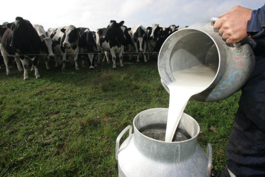 FOTO ARCHIVO LECHE. El precio en tranquera de tambo tuvo una muy leve suba. IMAGEN INTERNET MATIAS PELUFFO. De la C&aacute;mara de Productores de Leche.