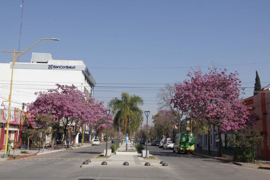 FOTO F. MELCHIORI// AV. INDEPENDENCIA./ Los lapachos en flor son el especial ornamento de la calle c&eacute;ntrica.