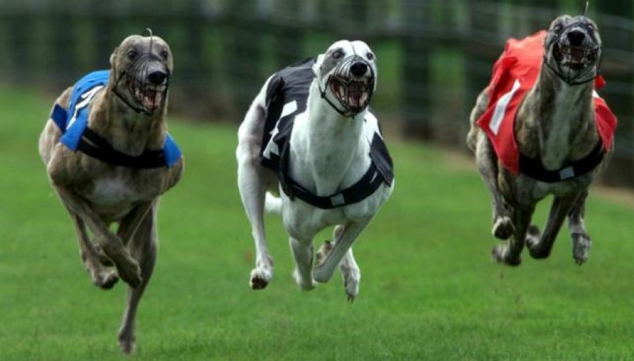FOTO ARCHIVO CARRERAS DE GALGOS. Son ilegales y ampliamente repudiadas por la sociedad en su conjunto.