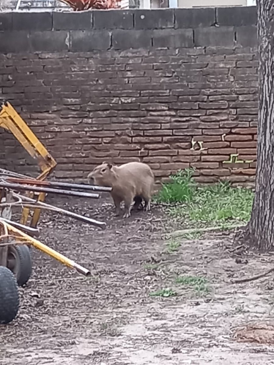 FOTO LA OPINION NUTRIA. Se dispuso su liberaci&oacute;n. FOTO LA OPINION CARPINCHO. Fue liberado en su h&aacute;bitat natural.