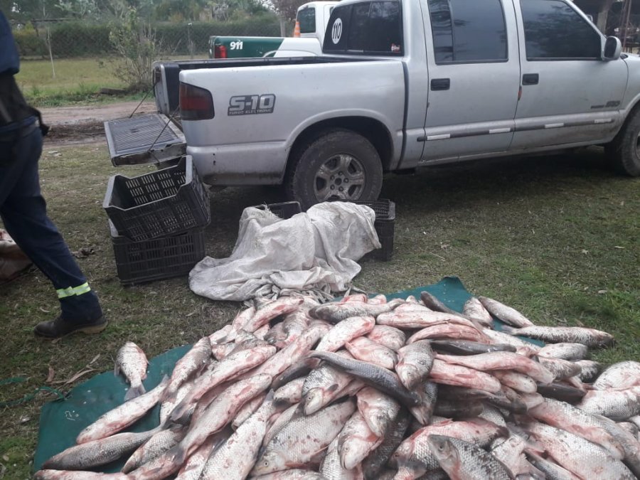FOTO JPSF PESCA ILEGAL. Secuestraron m&aacute;s de mil piezas de bogas y dorados -entre otros- en Arroyo Leyes.