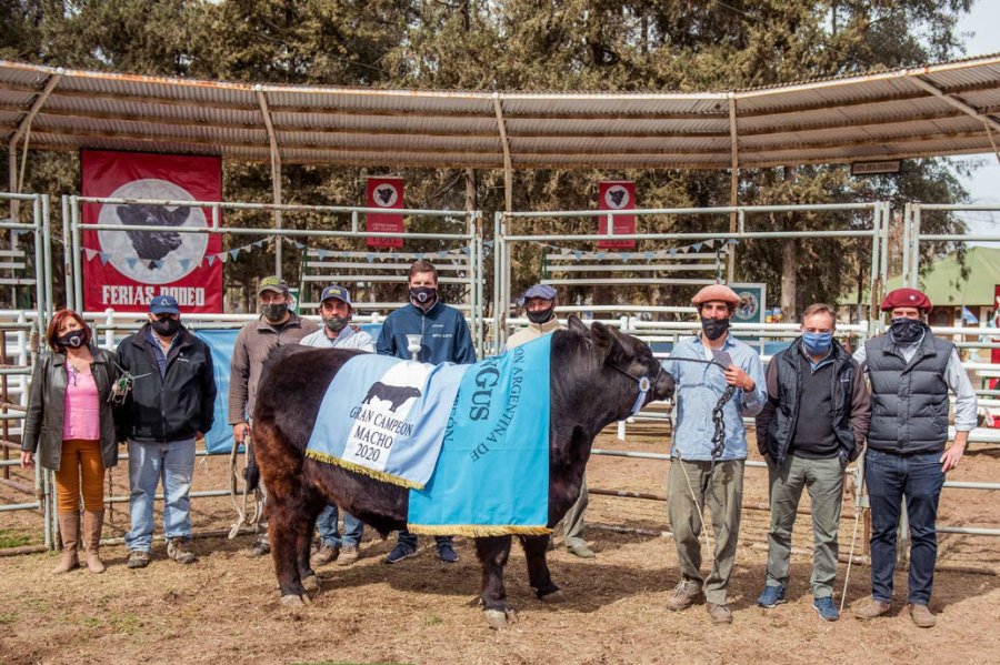 FOTO INTERNET. GRAN CAMPEON MACHO ANGUS. En la exposici&oacute;n en Huinca Renanc&oacute;, provincia de C&oacute;rdoba.