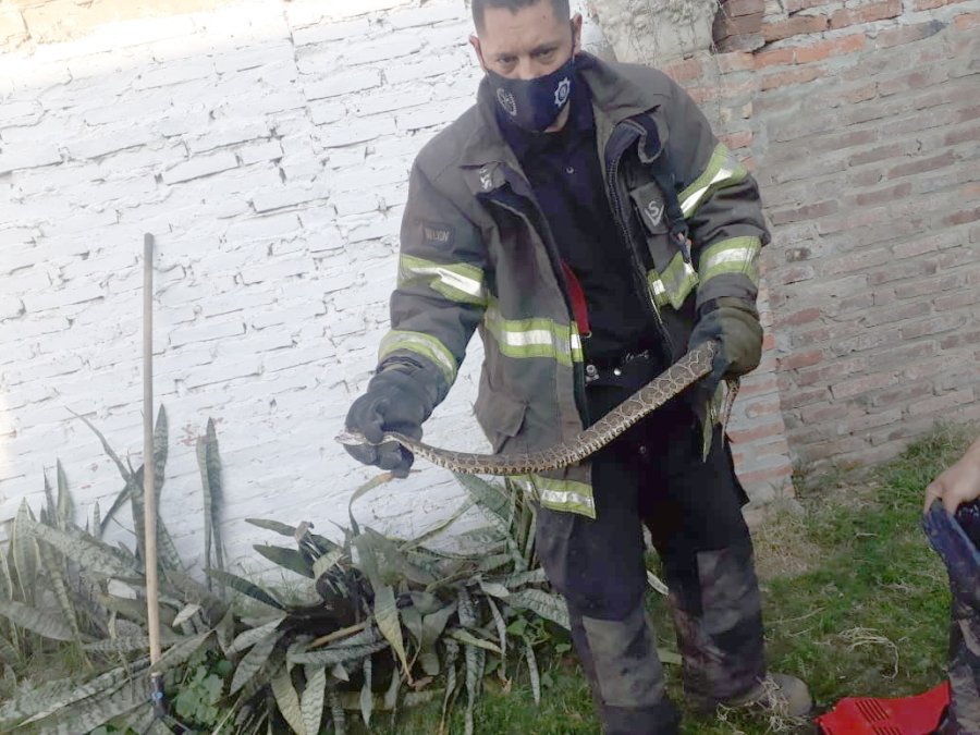 FOTO LA OPINION ATRAPADA. El Bombero sostiene el venenoso animal para retirarlo del lugar.