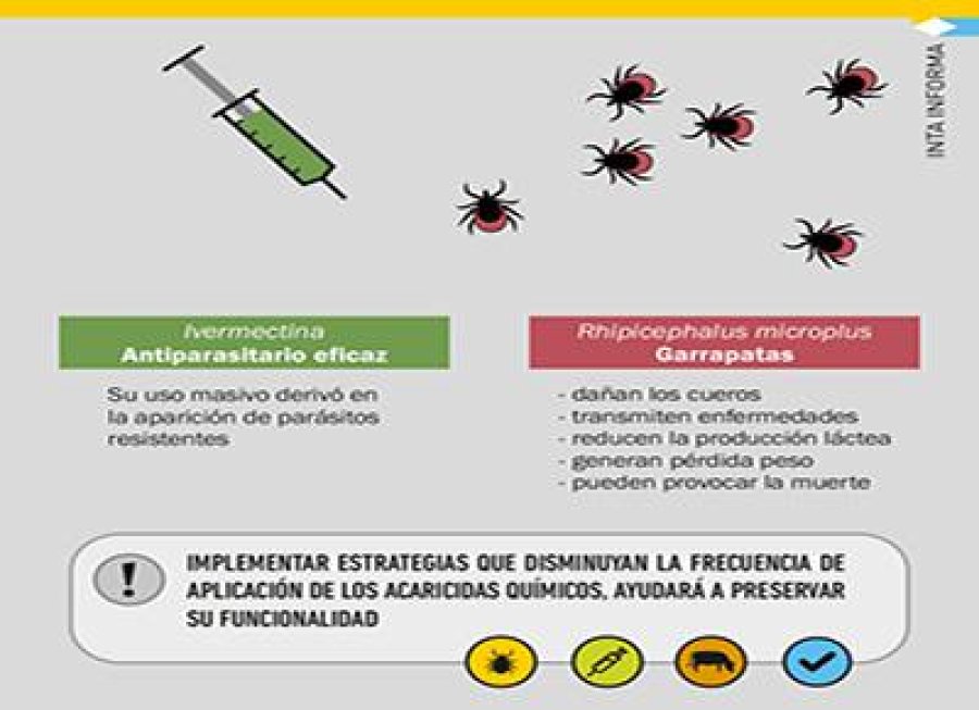 IMAGEN INTERNET