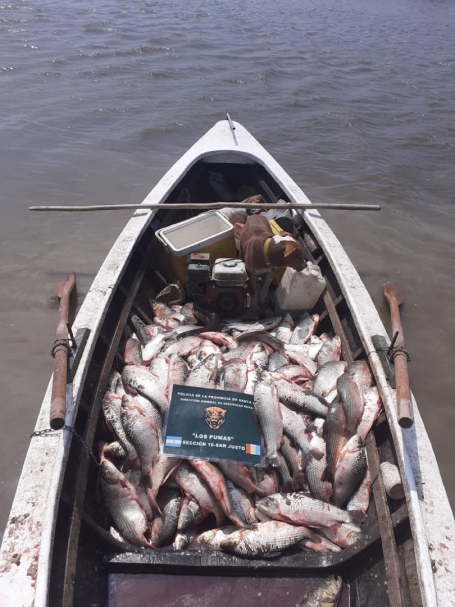FOTO JPSF 440 EJEMPLARES. Decomisados por infracci&oacute;n a la Ley de Pesca N&deg; 12.212.