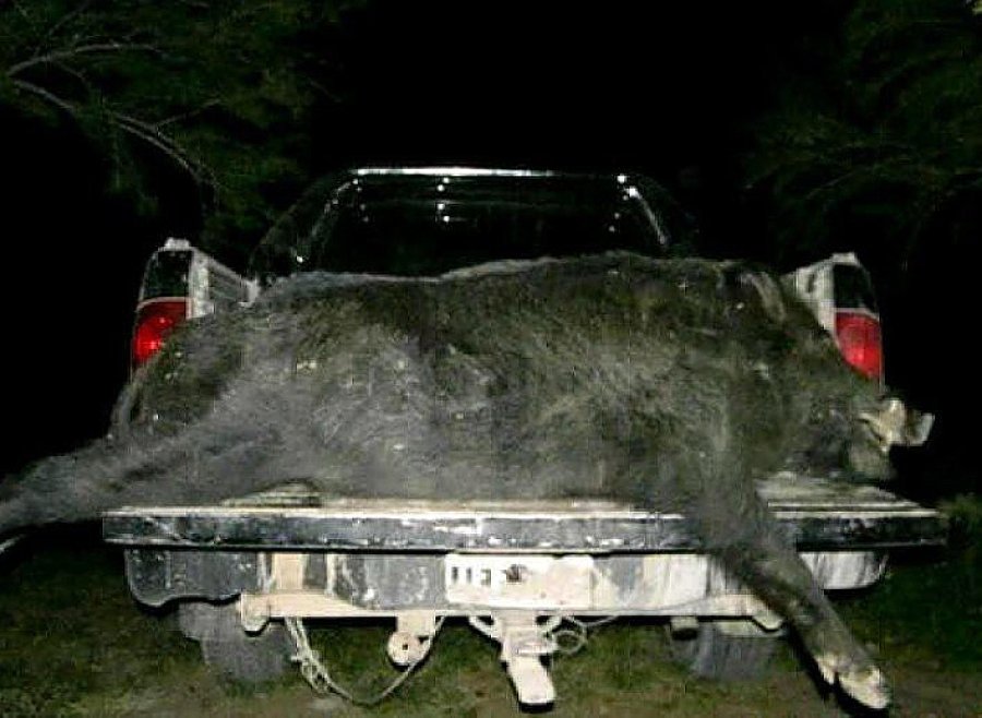 FOTO RBS JABALI. Dos medias reses de este preciado animal fueron incautados.
