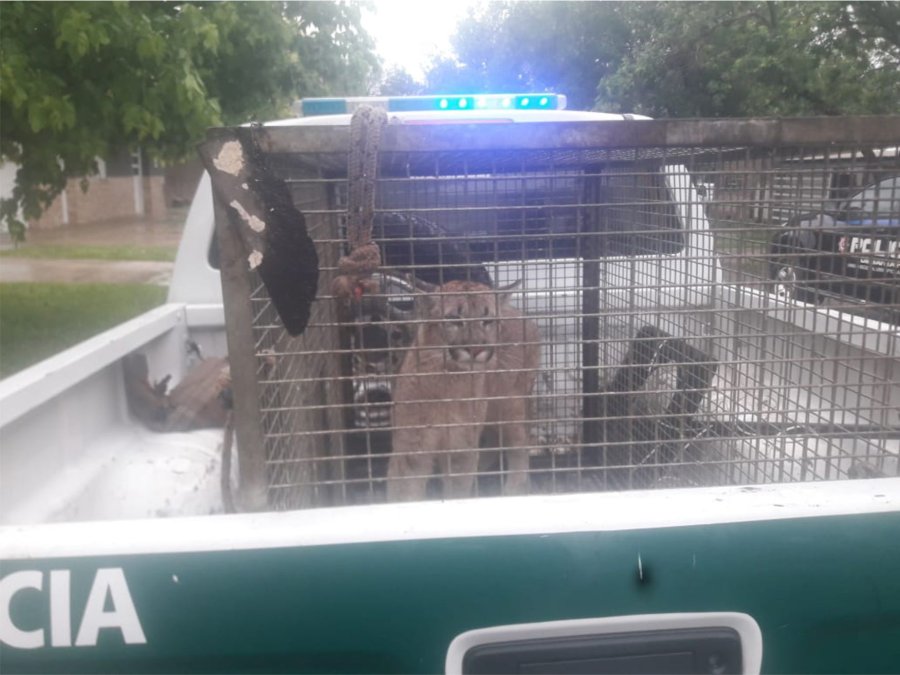 FOTO JPSF SUSTO. El vecino hall&oacute; al animal en su patio.