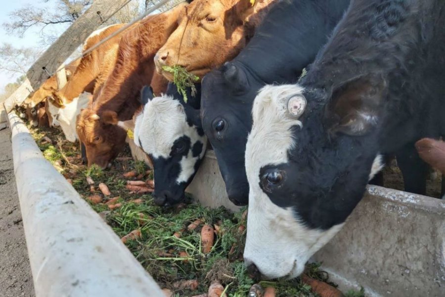 FOTO INTERNET ZANAHORIA. Est&aacute; en la dieta de las vacas.