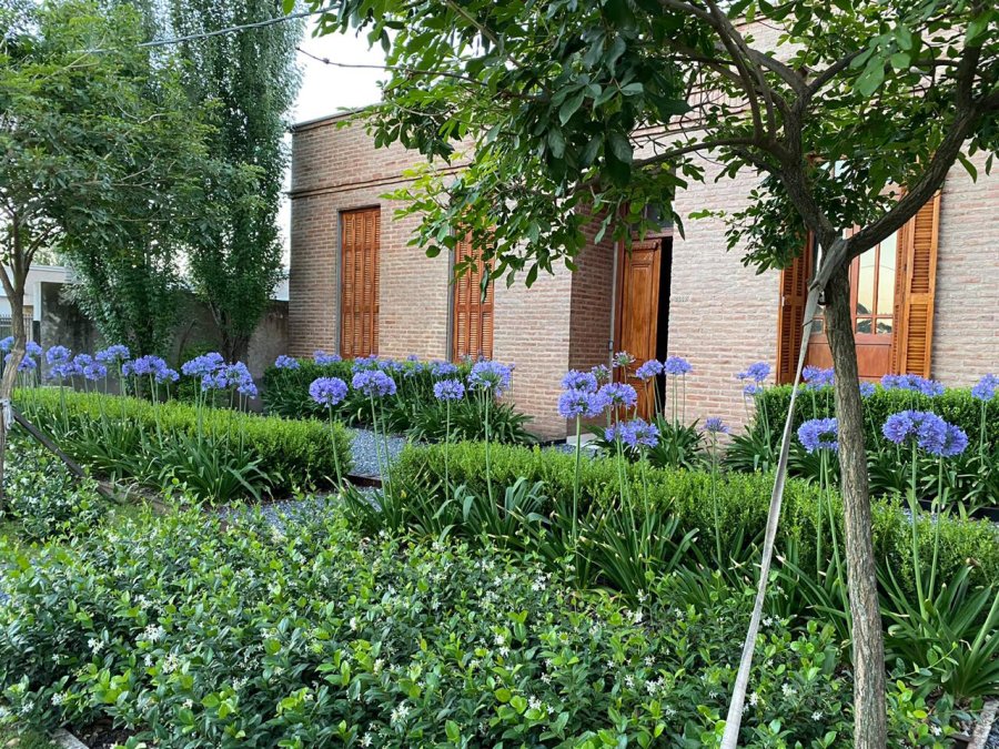 IMPOSIBLE QUE DURANTE ESTOS DIAS PASEN DESAPERCIBIDOS, CON SU COLOR AZUL O BLANCO NO DEJAN DE LLAMAR LA ATENCION A&Ntilde;O TRAS A&Ntilde;O.