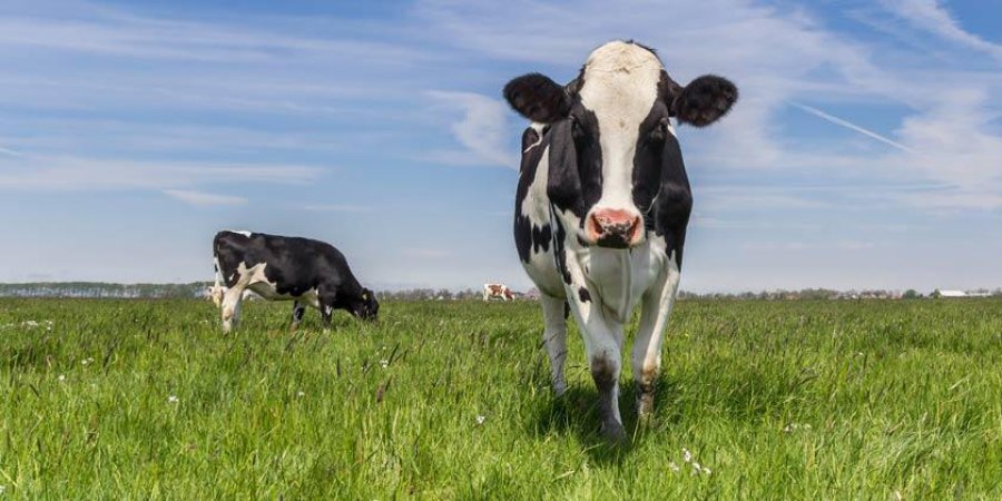 FOTO INTERNET GANADO. La producci&oacute;n de carne alcanza cada vez m&aacute;s relevancia.  FOTO INTERNET  PRODUCCION. La carne se valoriza.