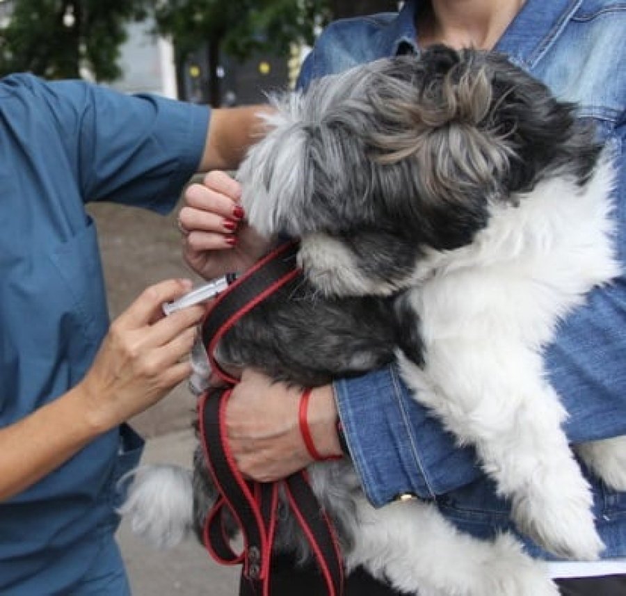 FOTO COMUNICACI&Oacute;N// VACUNACI&Oacute;N ANTIRR&Aacute;BICA. Hoy proseguir&aacute; la campa&ntilde;a de inoculaci&oacute;n a mascotas.