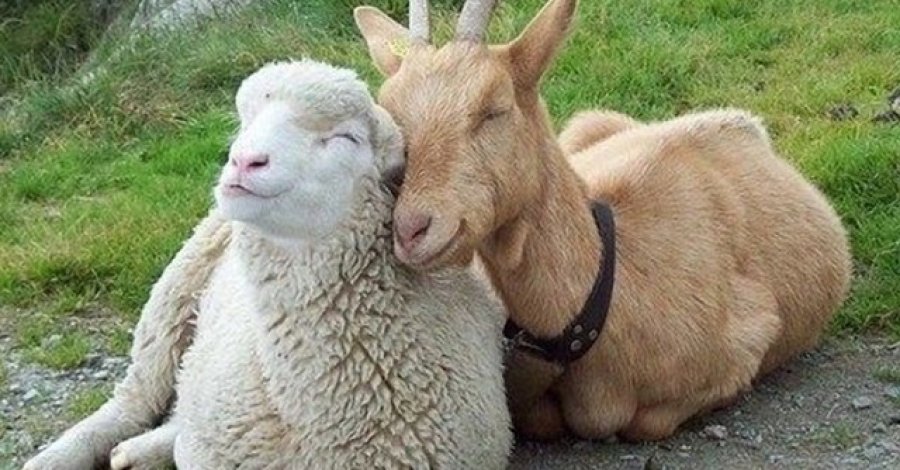 FOTO INTERNET BENEFICIADOS. Las carnes caprinas y ovinas est&aacute;n entre los productos.