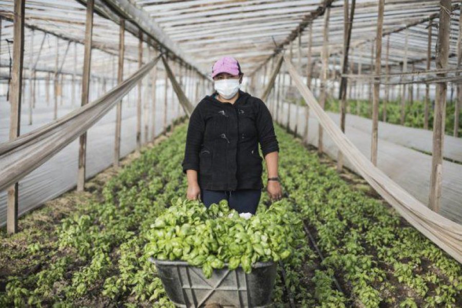 FOTO INTERNET COLONIAS AGROECOLOGICAS. Son promovidas por la Uni&oacute;n de Trabajadores de la Tierra.