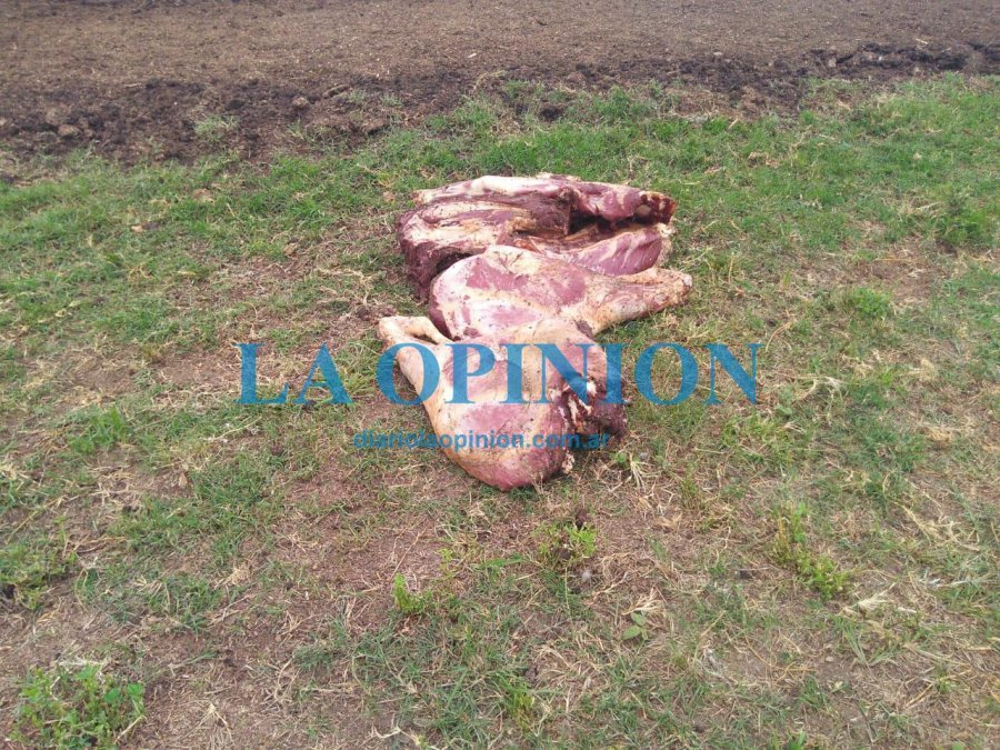ESCENARIO.  Parte de lo observado en el lugar donde se mat&oacute; un novillo.