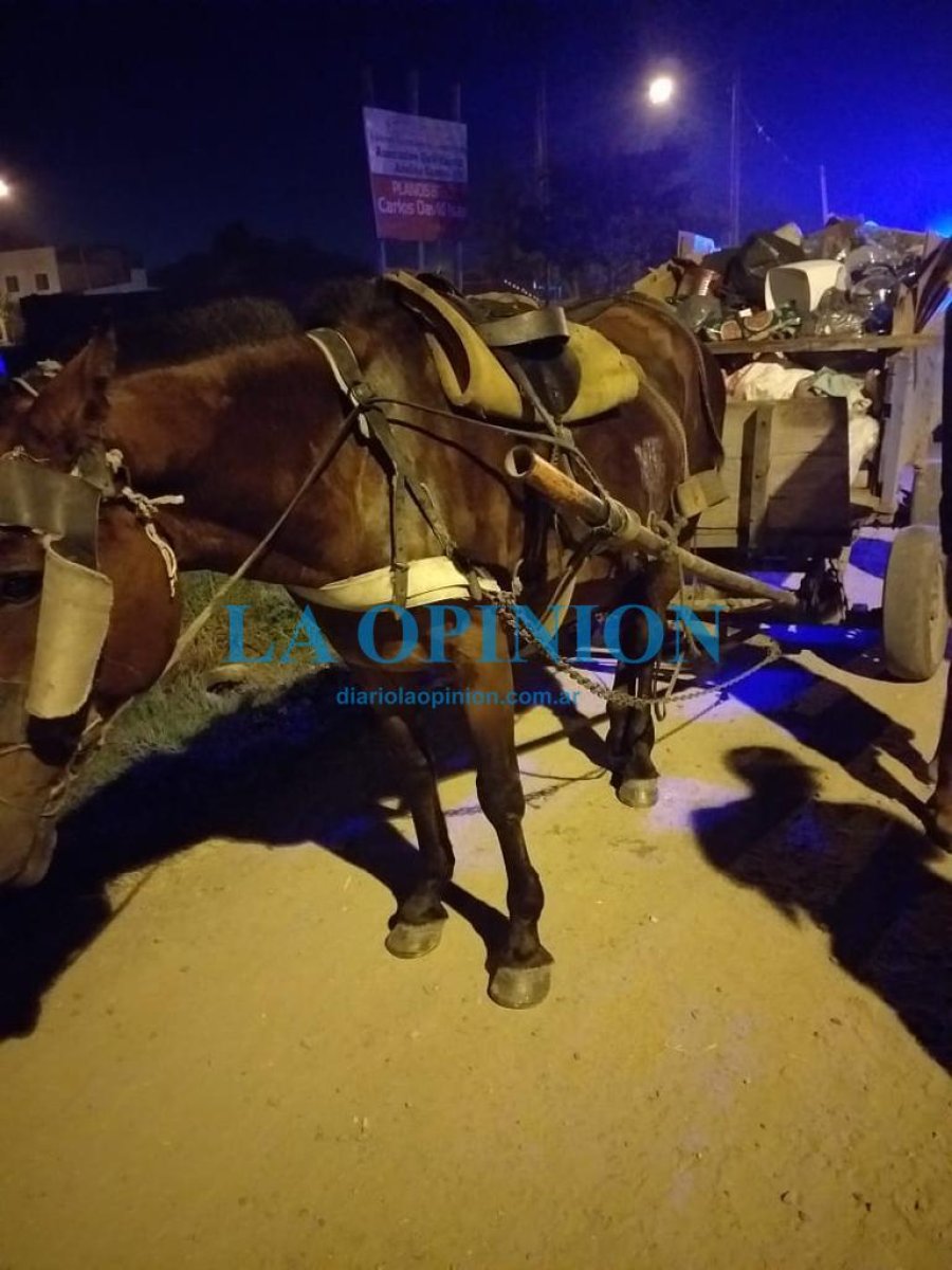 RESCATADA. El animal maltratado en la ciudad de Santo Tom&eacute;.
