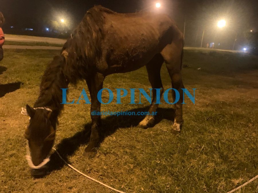 RESCATADA. Fue entregada a una ONG para su cuidado.