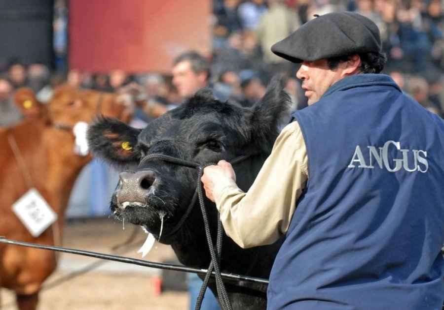 IMAGEN INTERNET RAZA ANGUS. Interesante novedad, en la asociaci&oacute;n que la representa.  IMAGEN INTERNET RAZA ANGUS. Mujeres tendr&aacute;n que ver con el desarrollo de la misma.