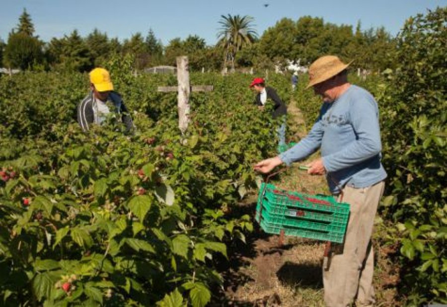 IMAGEN INTERNET PRODUCTOR AGRICOLA. Subi&oacute; el porcentaje de impuestos que aporta.  IMAGEN INTERNET MAS IMPUESTOS. Por el trabajo realizado.