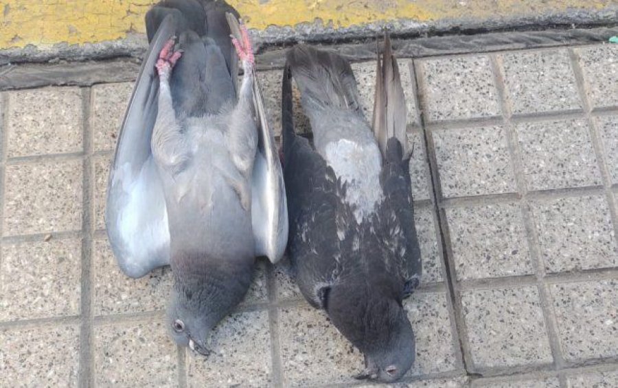 IMAGEN INTERNET PALOMAS MUERTAS. La Justicia investiga las causas.