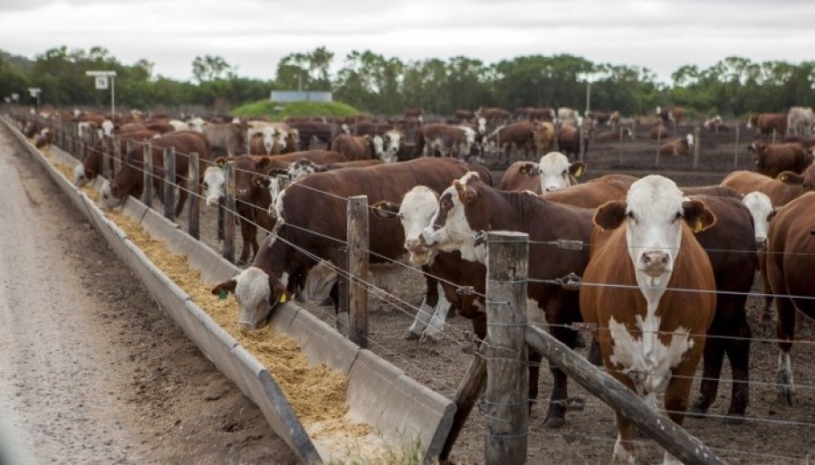 IMAGEN INTERNET ANIMALES EN CORRALES. La sanidad es un punto neur&aacute;lgico de los corrales, de los feedlots.  IMAGEN INTERNET SANIDAD. Es clave el control de las enfermedades.