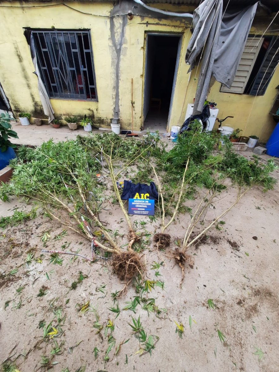 IMAGEN LA OPINION PARTE DE LO SECUESTRADO.  Fue mostrado por el personal actuante. IMAGEN LA OPINION PLANTAS DE MARIHUANA. Parte de lo incautado en Frontera.
